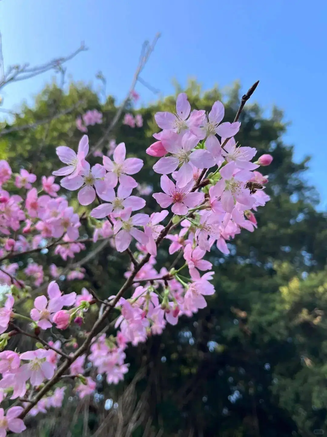 初夏花开的唯美句子_适合初夏的文艺句子_