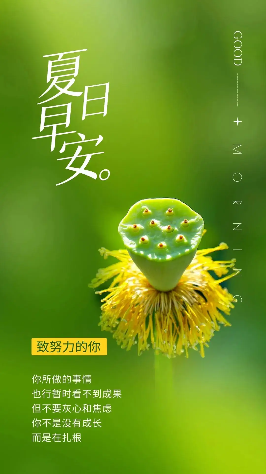 朋友圈早安唯美语录__朋友圈唯美早安语