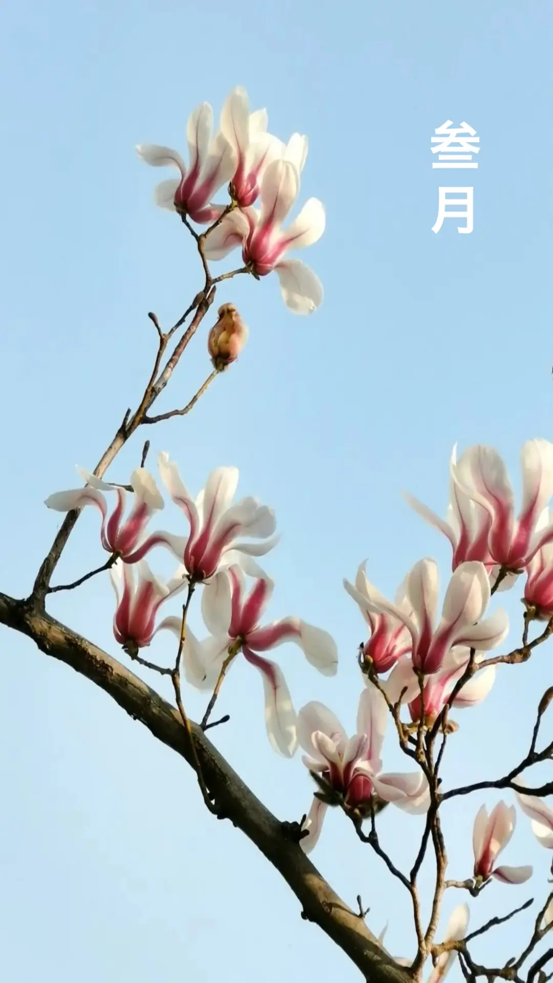 春天文案发朋友圈__春天文案语录