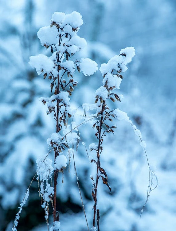 适合初雪发的朋友圈__2020初雪发的文案